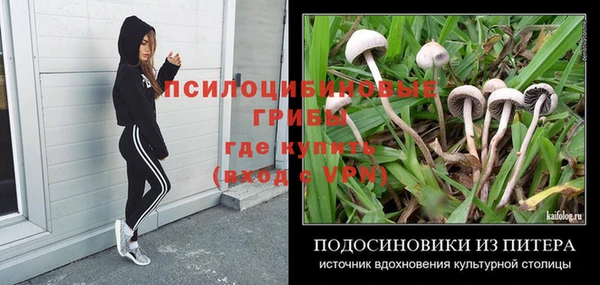 шишки Сосновый Бор